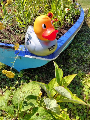 Congleton Lions Duck Race 2026