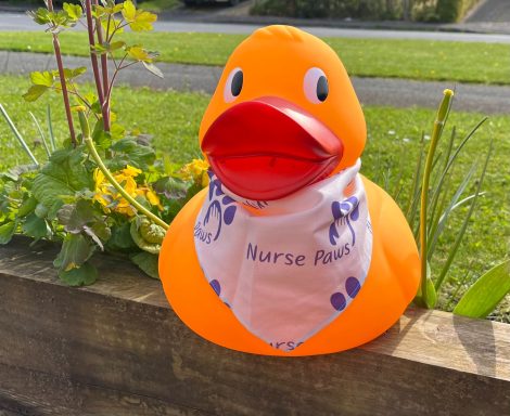 Congleton Lions Duck Race Congleton Lions Duck Race
