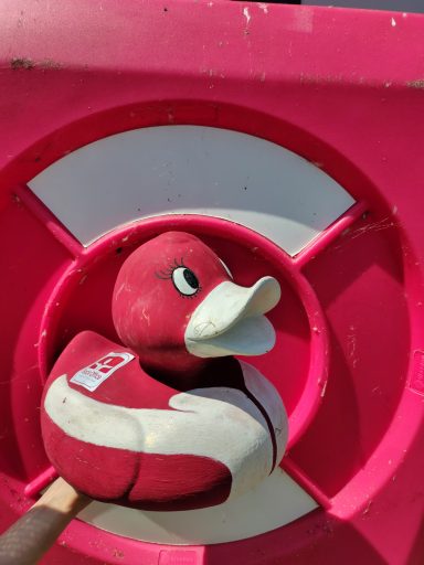 Congleton Lions Duck Race 2026
