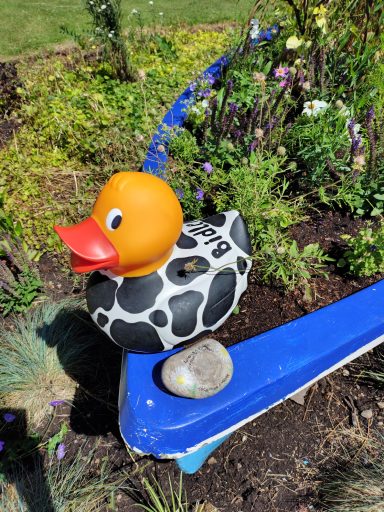 Congleton Lions Duck Race 2026