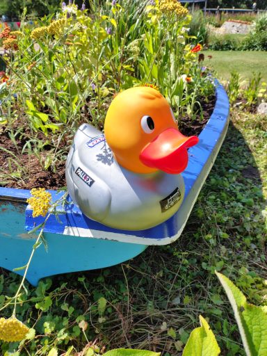 Congleton Lions Duck Race 2026