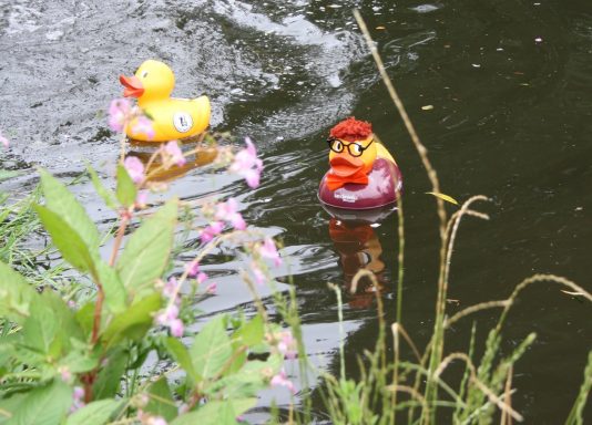 Congleton Lions Duck Race Congleton Lions Duck Race