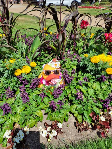 Congleton Lions Duck Race 2026