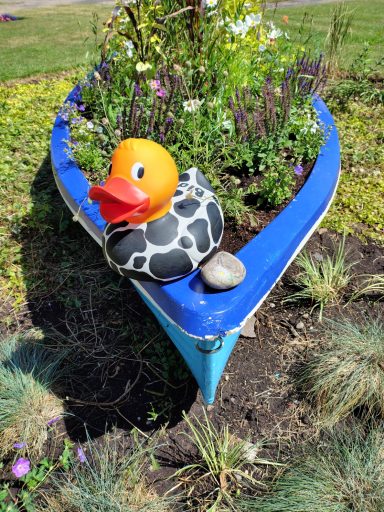 Congleton Lions Duck Race 2026